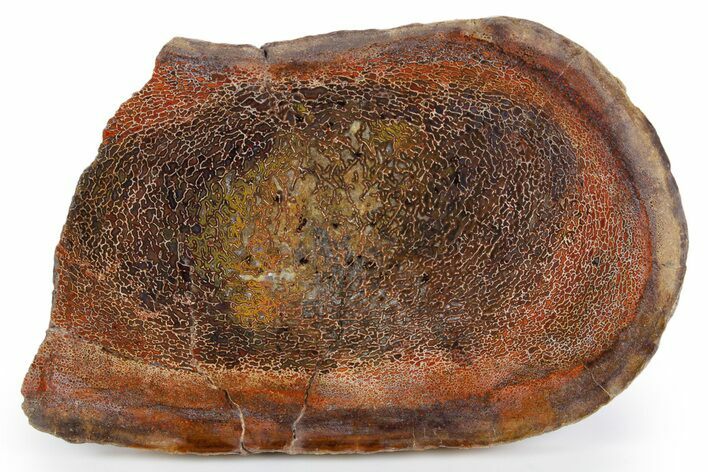 Polished Sauropod Limb Bone (Gembone) Slab - New Mexico #348874